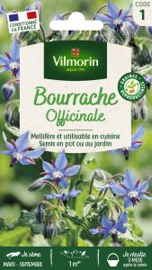 Bourrache Officinale